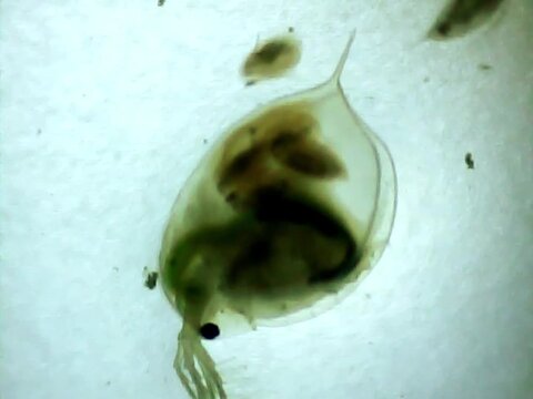 Giant Daphnia giving birth on a microscope glass