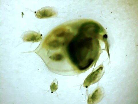 Giant Daphnia giving birth on a microscope glass