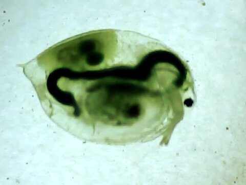 Giant Daphnia on a microscope glass