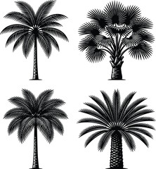 Palm Tree Silhouette Collection Featuring Tropical Botanical Designs for Beach Landscapes, Summer Travel, and Exotic Nature Themes © boishakhisarker