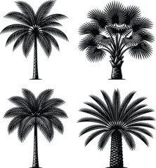 Fototapeten Schwarz Palm Tree Silhouette Collection Featuring Tropical Botanical Designs for Beach Landscapes, Summer Travel, and Exotic Nature Themes  © boishakhisarker