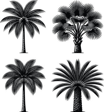 Palm Tree Silhouette Collection Featuring Tropical Botanical Designs for Beach Landscapes, Summer Travel, and Exotic Nature Themes