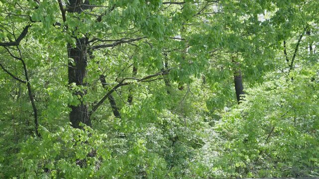 風に揺れるクヌギの森
