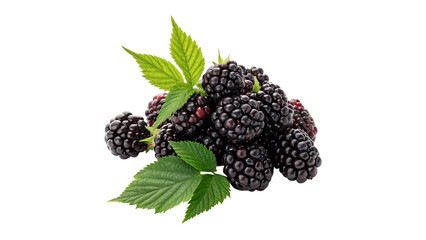 Group of fresh organic blackberries for healthy berry snack and natural dessert culinary ingredient concepts isolated on transparent background © Olga
