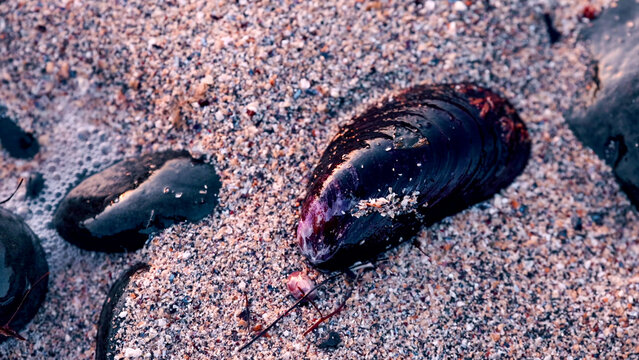 Common Mussel Washed Ashore on Sandy Beach, Dark Shell Close-Up with Sea Foam and Wet Sand