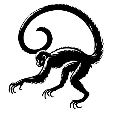 Artistic Spider Monkey Silhouette: A stylized, monochrome illustration of a spider monkey, showcasing its long limbs and prehensile tail in a dynamic pose.