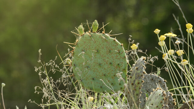 Prickly pear cactus plant closeup with buds and blurred background during spring season in Texas landscape.
