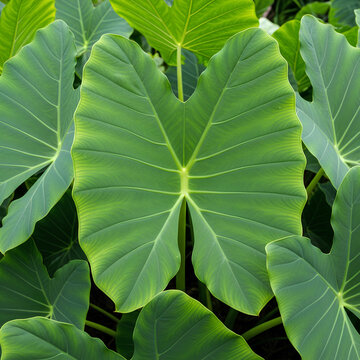 Closeup of lush green elephant ear plant leaves in a garden.
