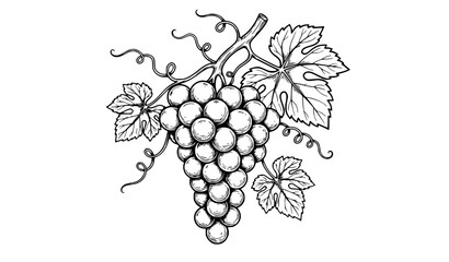 Fototapeta premium Black and white bunch of grapes vector illustration with botanical vine and leaf details