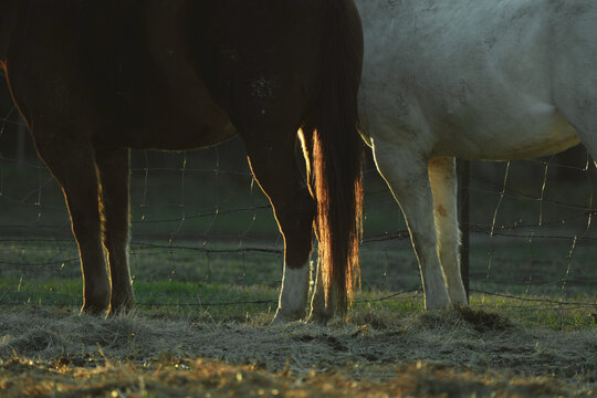 Sorrel and white horse legs standing at fence during sunset on farm closeup.