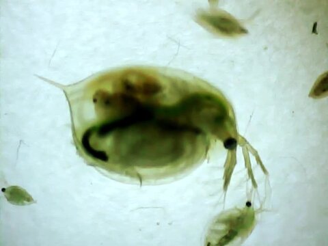 Giant Daphnia on a microscope glass