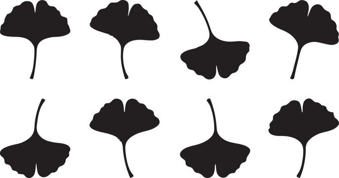 Set of eight black ginkgo biloba leaves silhouettes isolated on white background, botanical vector illustration for nature design projects, elegant organic shapes for creative art.