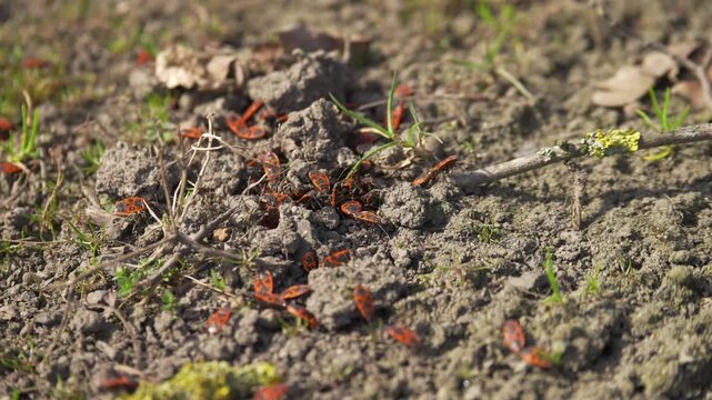 Pyrrhocoris apterus groups moving across dry soil