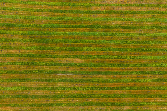 Aerial view of the geometric patterns of a vineyard in Valdarno with alternating green and brown rows Florence, Tuscany, Italy.