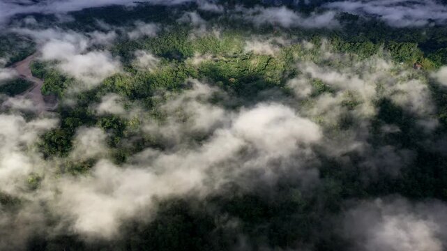 Aerial top view of a tropical forest covered in fog, detailed sharp view of rainforest canopy; a stunning nature landscape background of a biodiverse amazon rainforest
