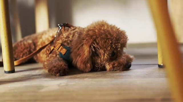 Cute brown toy poodle lying alone on an indoor floor looking sad and lonely. A close up selective focus portrait in morning daylight highlighting a loyal best friend waiting patiently.