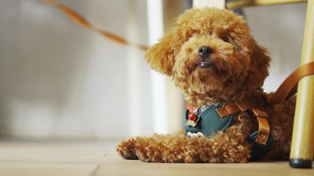 Cute brown toy poodle lying alone on an indoor floor looking sad and lonely. A close up selective focus portrait in morning daylight highlighting a loyal best friend waiting patiently.