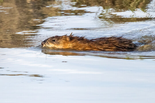 Muskrat