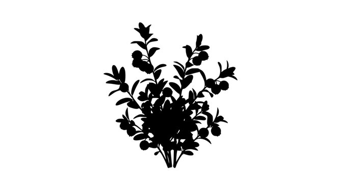 Black silhouette of a blueberry bush with berries on white background