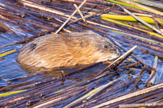Muskrat