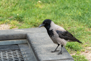 Fototapeta premium Hooded crow stands on a stone ledge near green grass. Its black head contrasts with its gray body. The bird looks alert, facing left with sharp beak and dark eyes. Perfect for nature, wildlife