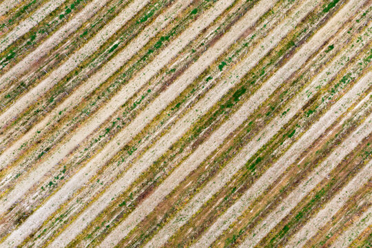 Aerial view of the geometric patterns of a vineyard with diagonal rows of vines in the Valdarno valley Florence, Tuscany, Italy.