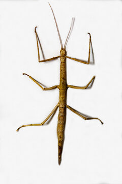 Annam stickman on a white background.  Marine animals, reptiles, ecology.