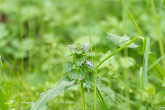 Delicate purple flower blooms amid lush green grass. Soft focus highlights vibrant plant life. Ideal for nature, eco, or wellness themed projects. Natural background with fresh, serene ambiance