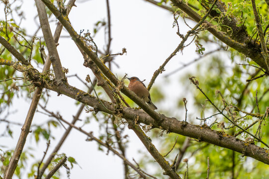 Small bird perches on mossy tree branch. New leaves and soft sky frame scene. Bird appears calm, observing surroundings. Ideal for nature, wildlife, or environmental themes