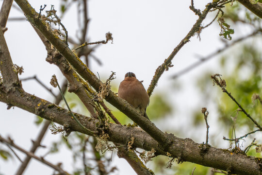 Small brown bird perches calmly on a moss-covered tree branch. Soft green leaves blur in the background, creating a peaceful natural scene. The bird looks alert, observing its surroundings quietly