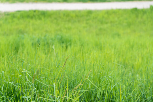 Green grass blades stretch into soft blurred background. Bright sunlight highlights vibrant natural texture. Perfect for nature, travel, or eco-themed designs. Suggests calmness and growth