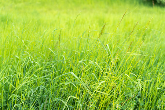 Vibrant green grass sways gently in soft sunlight. Blades appear lush, fresh, and full of life. Ideal for nature themes or serene outdoor backgrounds. Perfect for websites, apps