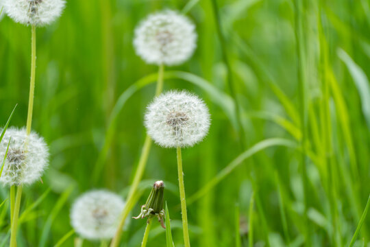 Dandelion clocks stand tall in lush green grass. Soft, fluffy seed heads catch the light gently. Background grasses blur with shallow depth of field. Nature's quiet beauty in springtime meadow