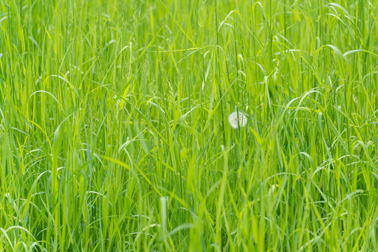Green grass field with single white dandelion seed head. Tall blades sway in soft light, natural and serene. Ideal for eco themes, summer backgrounds, or nature wallpapers