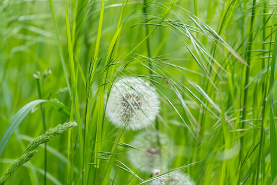 White dandelion seed head floats in vibrant green grass. Soft light glows through delicate, fluffy seeds. Nature's gentle beauty captured in vivid summer tones. Ideal for themes of renewal