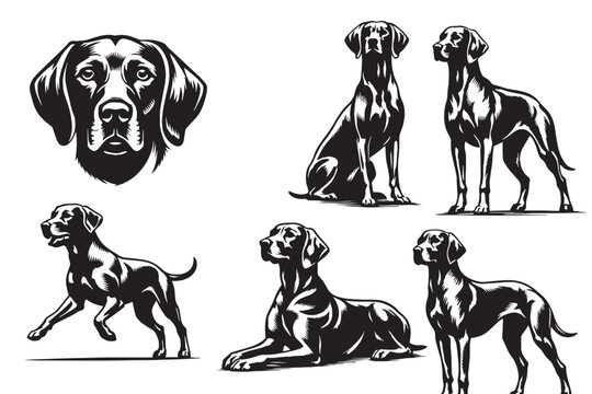 German Shorthaired Pointer dog vector set, hunting dog breed illustrations in black and white, pointer dog silhouettes and head portraits for logos