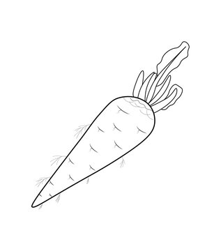 Hand drawn white radish or muli vegetable line art illustration