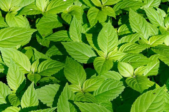 Kleines Springkraut (Impatiens parviflora)