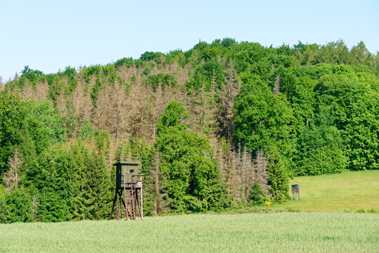 Waldsterben in der Oberlausitz