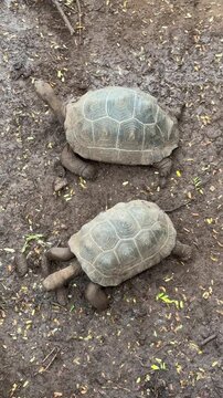Radiated Tortoises (Astrochelys radiata)