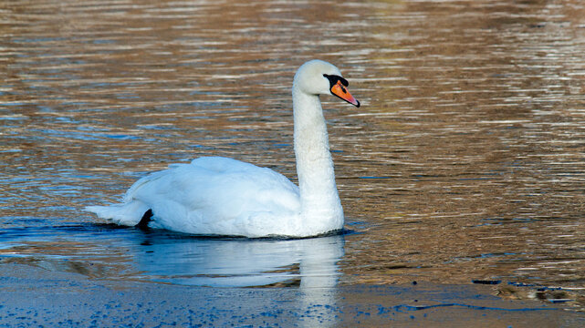 mute swan cygnus olor