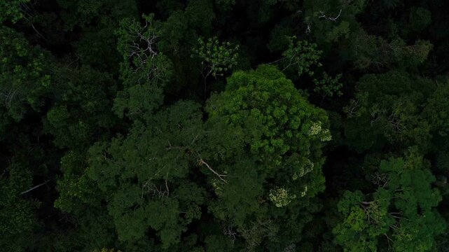 Detailed aerial top view of a tropical forest canopy