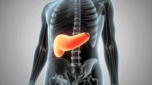 Human Pancreas Anatomy and Medical Illustration