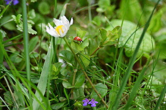 Little ladybug on a green leaf next to a ehite wildflower in a lush spring meadow.