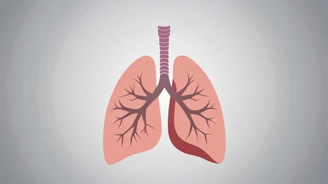 Human Lungs Anatomy Illustration Showing Bronchial Tree And Airways