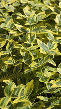 Variegated yellow and green leaves of Euonymus fortunei winter creeper blowing in wind. Detailed 4K nature shot of Emerald 'n' Gold wintercreeper foliage. 