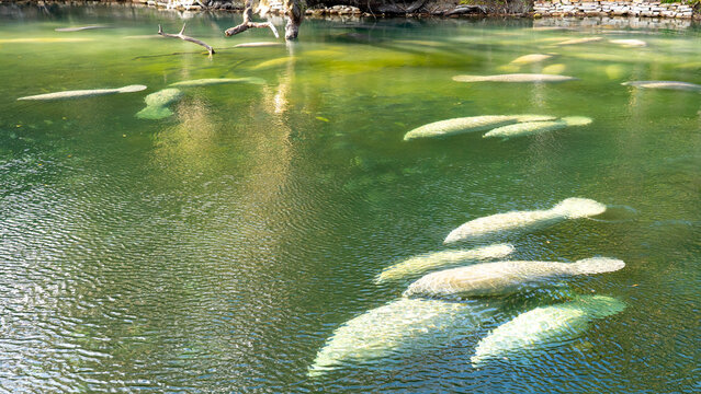 A herd of Florida Manatee (Trichechus manatus latirostris) swimming in the crystal-clear spring water at Blue Spring State Park in Florida, USA, a winter gathering site for manatees.