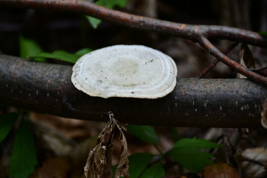 White shelf mushroom or bracket fungus growing on fallen tree branch.