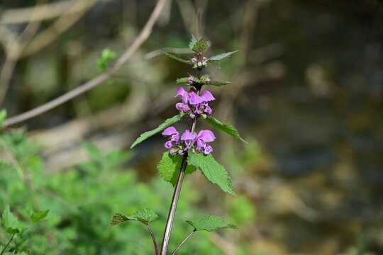 Purple dead-nettle Lamium maculatum blooming in the wild forest.