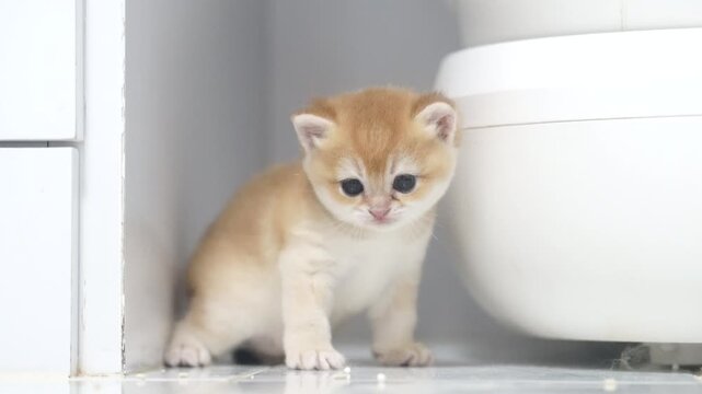 Curious playful kitten with orange fur and blue eyes exploring bathroom floor, alert and adorable young cat with fluffy white fur, small paws, round face, whiskers, sitting clean tile, innocent